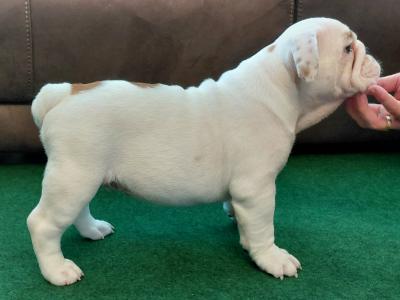 English Bulldogs in Tyrone
