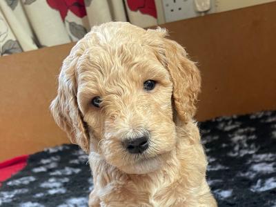 Gorgeous Standard Poodle puppies in Donegal
