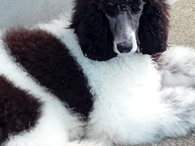 Gorgeous Standard Poodle puppies in Donegal