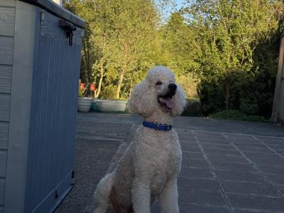 Gorgeous Standard Poodle puppies in Donegal