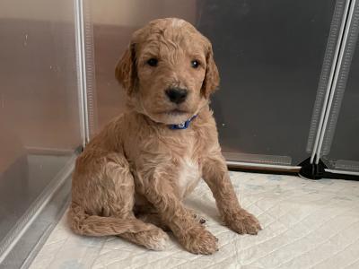 Gorgeous Standard Poodle puppies in Donegal