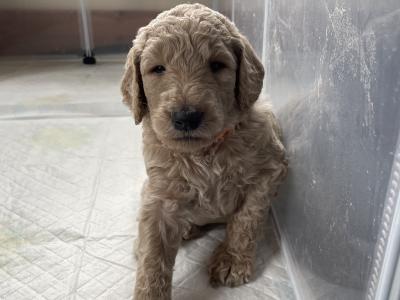 Gorgeous Standard Poodle puppies in Donegal