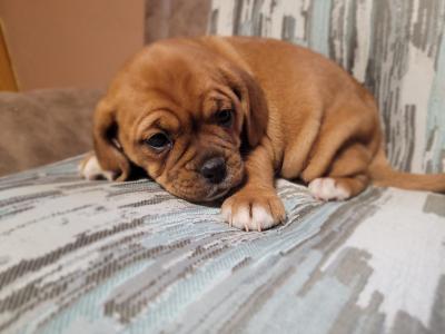 Puggle puppies (Pug x Beagle) in Carlow