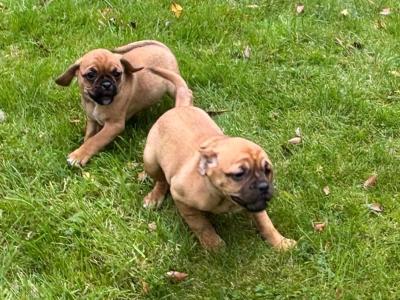 Puggle puppies (Pug x Beagle) in Carlow