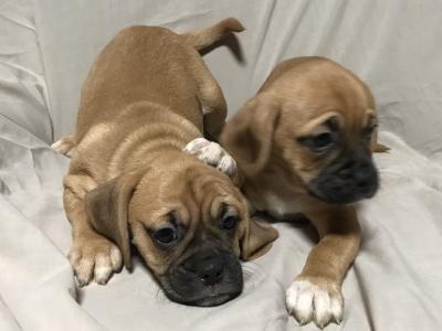 Puggle puppies (Pug x Beagle) in Carlow