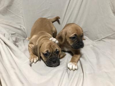 Puggle/Pug puppies