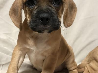 Puggle puppies (Pug x Beagle) in Carlow