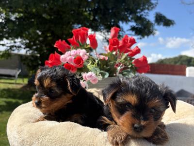 The Dotes (Miniture Yorkies)