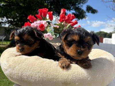 The Dotes (Miniture Yorkies)