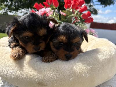 The Dotes (Miniture Yorkies)