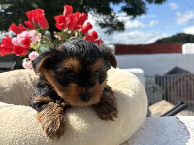 The Dotes (Miniture Yorkies)