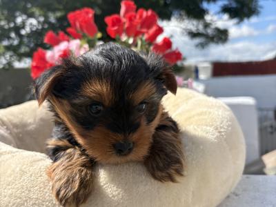 The Dotes (Miniture Yorkies)