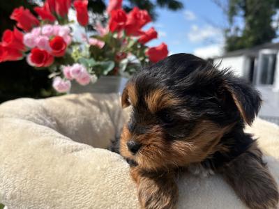The Dotes (Miniture Yorkies)