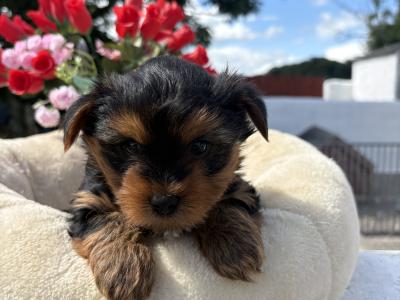 The Dotes (Miniture Yorkies)