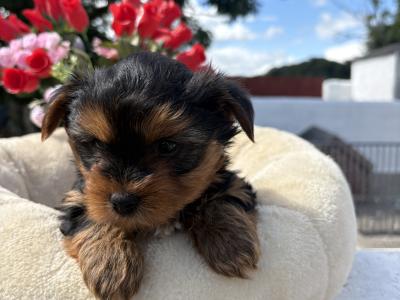 The Dotes (Miniture Yorkies)