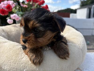 The Dotes (Miniture Yorkies)