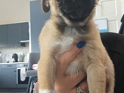Pug x Terrier puppy in Kerry