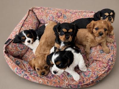 Cavalier King Charles Spaniel puppies in Kildare