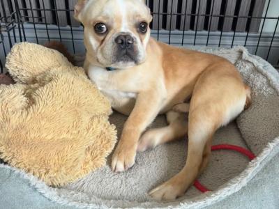 Fun Loving French Bulldog male For Sale