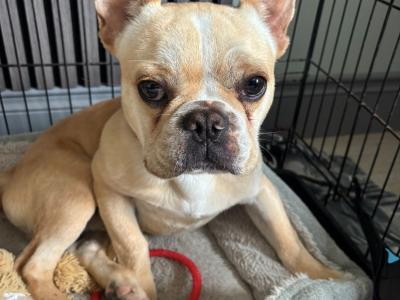 Fun Loving French Bulldog male For Sale