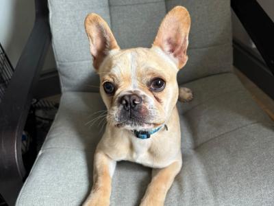 Fun Loving French Bulldog male For Sale