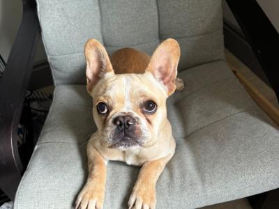 Fun Loving French Bulldog male For Sale