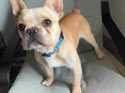 Fun Loving French Bulldog male For Sale