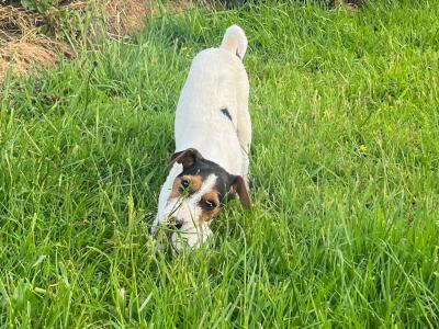 Gorgeous Parson Russell Terrier x Fox Terrier puppies in Limerick