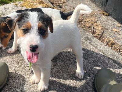 Gorgeous Parson Russell Terrier x Fox Terrier puppies in Limerick