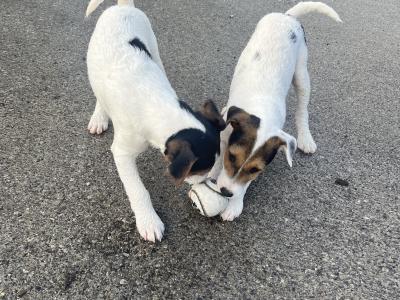 Gorgeous Parson Russell Terrier x Fox Terrier puppies in Limerick