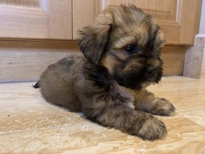 (*LAST ONE REDUCED*) 4 beautiful Shih Tzu X puppies 2 male and 2 female