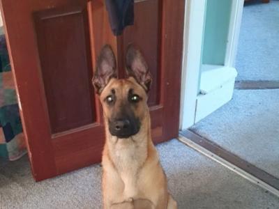Belgian Shepherd