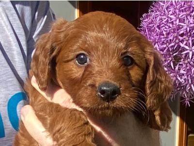 Female Miniature Irish Doodle puppy red colour in Offaly