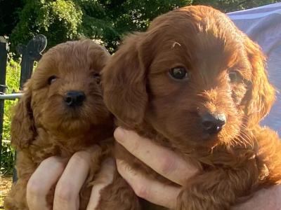 Miniature Red Irish Doodle puppies in Offaly
