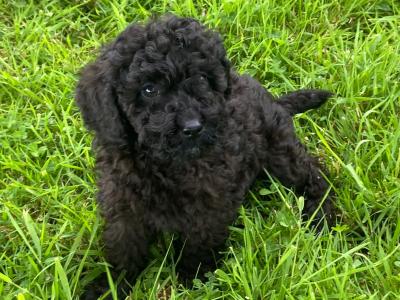 Beautiful Miniature Poodles in Meath IKC Registered, Call 087 622 4244