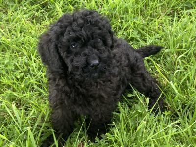Beautiful Miniature Poodles in Meath IKC Registered, Call 087 622 4244