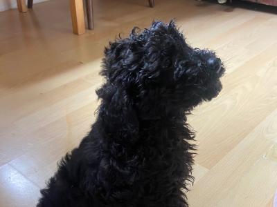 Beautiful Miniature Poodles in Meath IKC Registered, Call 087 622 4244