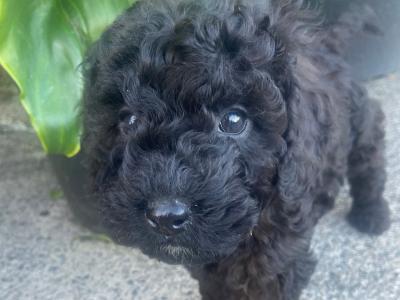 Beautiful Miniature Poodles in Meath IKC Registered, Call 087 622 4244