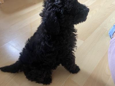 Beautiful Miniature Poodles in Meath IKC Registered, Call 087 622 4244