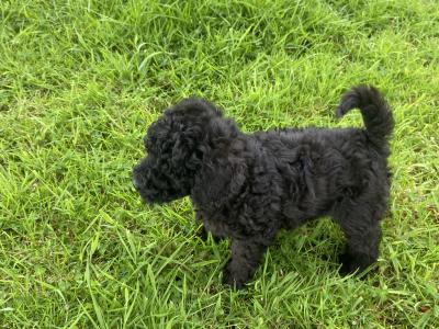 Beautiful Miniature Poodles in Meath IKC Registered, Call 087 622 4244