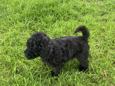 Beautiful Miniature Poodles in Meath IKC Registered, Call 087 622 4244