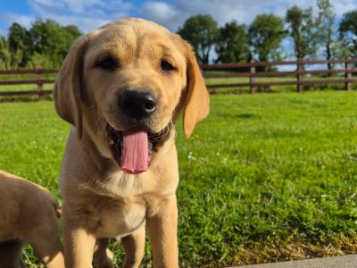 2 IKC Registered Labrador puppies in Monaghan