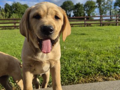 Labrador Pups