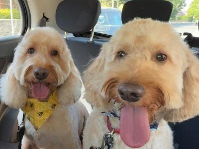 2 Neutered Cockapoo Brothers Seeking a Loving Home Together