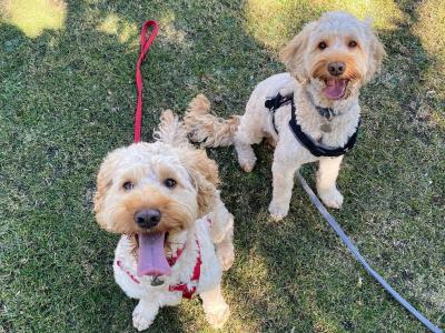 2 Neutered Cockapoo Brothers in Dublin are Seeking a Loving Home Together