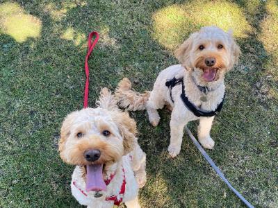 2 Neutered Cockapoo Brothers Seeking a Loving Home Together