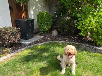 2 Neutered Cockapoo Brothers Seeking a Loving Home Together