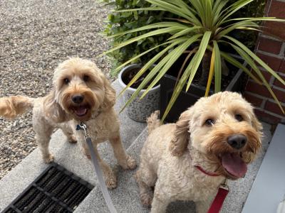 2 Neutered Cockapoo Brothers Seeking a Loving Home Together