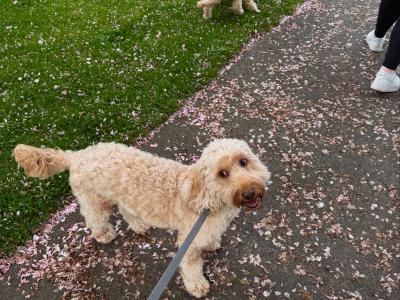 2 Neutered Cockapoo Brothers Seeking a Loving Home Together