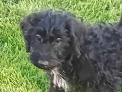 Schnoodle puppies